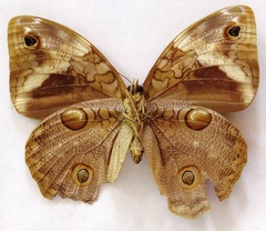 Opsiphanes tamarindi tamarindi