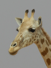 Giraffa camelopardalis peralta