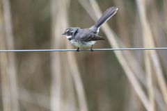 Rhipidura albiscapa