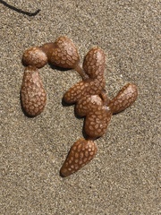 Botrylloides perspicuus