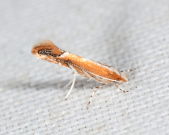 Cameraria quercivorella