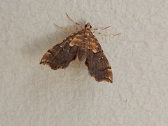 Musotima nitidalis