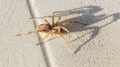 Pardosa