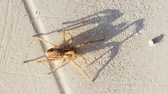 Pardosa