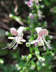 Dicerandra frutescens subsp. modesta image
