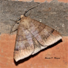 Achaea ablunaris
