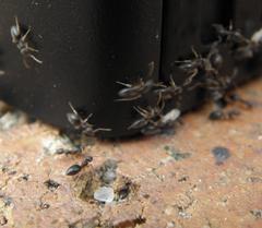 Technomyrmex pallipes