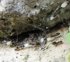 Technomyrmex pallipes