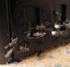 Technomyrmex pallipes