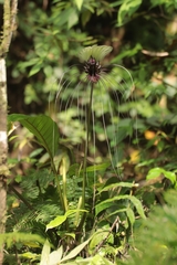 Tacca integrifolia