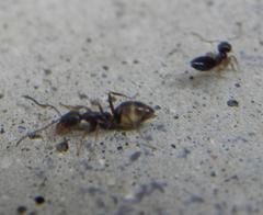 Technomyrmex pallipes