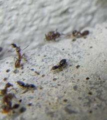 Technomyrmex pallipes
