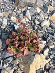 Micranthes punctata