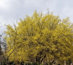 Cornus mas