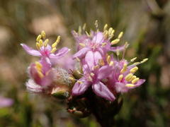 Lachnaea montana