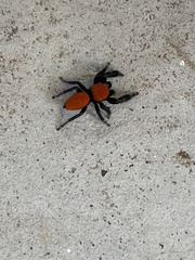 Phidippus cardinalis