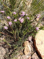 Lachnaea montana