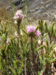 Lachnaea montana