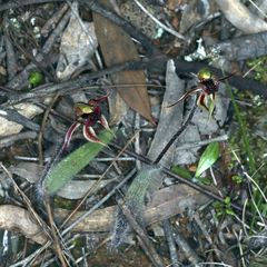 Caladenia actensis