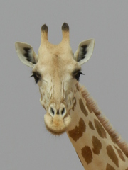 Giraffa camelopardalis peralta