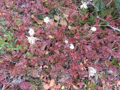 Sieversia pusilla