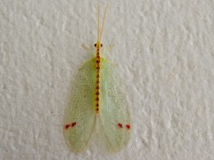 Norfolius howensis