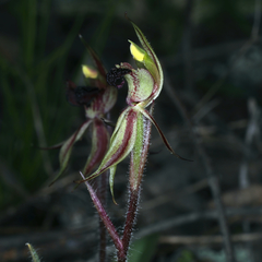 Caladenia actensis