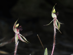 Caladenia actensis