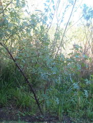 Hibiscus diversifolius diversifolius