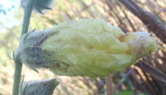 Hibiscus diversifolius diversifolius