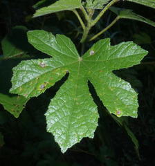 Hibiscus diversifolius diversifolius