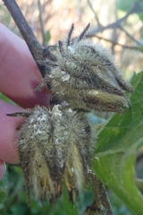 Hibiscus diversifolius diversifolius