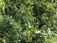 Melicoccus oliviformis