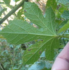 Hibiscus diversifolius diversifolius