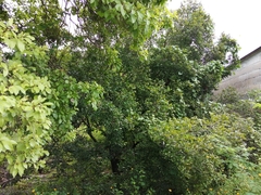 Melicoccus oliviformis