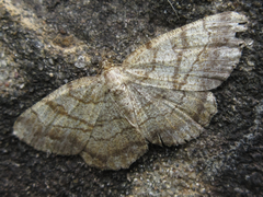 Polymixinia appositaria