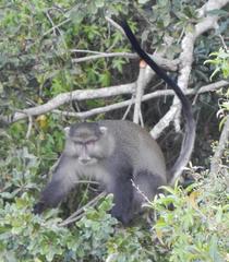 Cercopithecus mitis labiatus