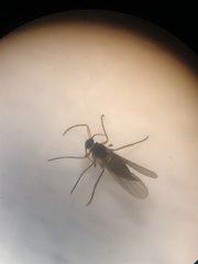 Aphidoletes aphidimyza
