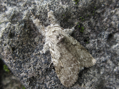 Calliteara argentata