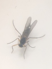 Aphidoletes aphidimyza