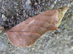 Calyptra