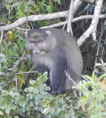 Cercopithecus mitis labiatus