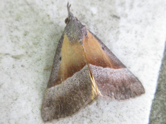 Hypena claripennis