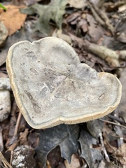 Sarcodon atroviridis