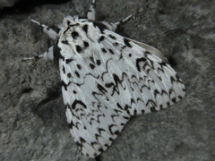 Lymantria monacha