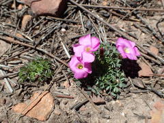 Oxalis heterophylla