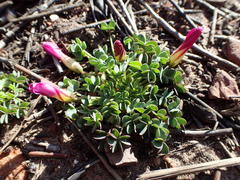 Oxalis heterophylla