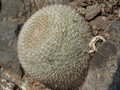 Mammillaria haageana conspicua
