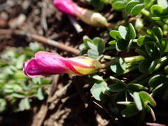 Oxalis heterophylla