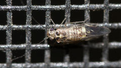 Blastopsocus lithinus